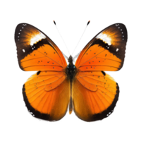 un' vivace arancia farfalla prende centro palcoscenico su un' chiaro sfondo, permettendo suo intricato dettagli e sbalorditivo colori per essere ammirato.generativo ai png