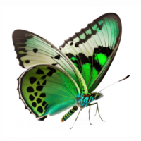 isto imagem retrata uma espantosamente lindo verde borboleta com intrincado padrões em Está asas em uma completamente transparente fundo, permitindo para versátil e criativo use.generative ai png