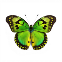 A stunning green butterfly delicately perched on a see-through background, showcasing its vibrant hues and intricate details. png