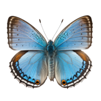 diese Bild Eigenschaften ein atemberaubend Blau Schmetterling gefangen auf ein transparent Hintergrund, zulassen es ist kompliziert Einzelheiten und beschwingt Farben zu wirklich Stand out.generativ ai png