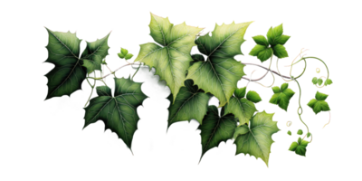 A stunning image showcasing ivy plants with intricate details, set against a clear background that allows the natural beauty of the foliage to shine through. png