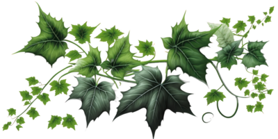 een verbijsterend beeld van groen klimop planten drijvend moeiteloos Aan een transparant achtergrond, markeren hun ingewikkeld en delicaat schoonheid.generatief ai png