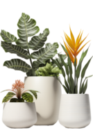 An elegant arrangement of lush green plants in intricately designed ceramic pots, showcased against a clear background, highlighting their natural beauty and sophistication. png