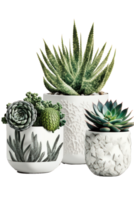 This is an image of a collection of stunning plants in elegant ceramic pots. png