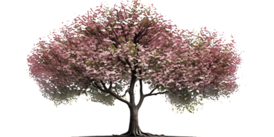 A stunning cherry tree with delicate blossoms is showcased against a clear, see-through backdrop, giving it an ethereal and magical feel. png