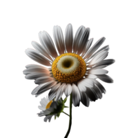 A stunningly realistic daisy blossom, complete with intricate details and depth, sits alone on a sparkling transparent background, ready to captivate and enchant. png