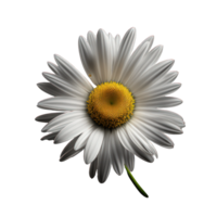 en skön och levande daisy blomma står lång och stolt på en klar och se igenom bakgrund, visa upp dess delikat kronblad och vibrerande gul center.generativ ai png