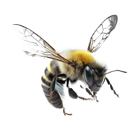A breathtakingly lifelike bee takes flight on a transparent background, its delicate wings beating with graceful precision. png
