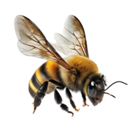 A striking image of a lifelike bee, captured mid-flight, set against a clean and enchanting transparent backdrop. png