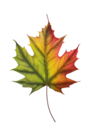 le image est une vibrant, multicolore érable feuille dans nuances de vert, jaune, et rouge. il est représenté sur une transparent arrière-plan, peut-être représentant le tomber saison.générative ai png
