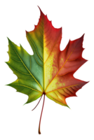 A beautiful autumn-inspired image featuring a maple leaf in shades of green, yellow, and red set against a transparent background. png