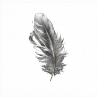 A single, delicate, and detailed white feather appears to float effortlessly in mid-air, set against a clear and perfectly transparent background. png