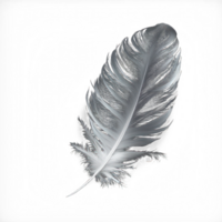 A single, pristine white feather is depicted against a clear and transparent backdrop, appearing as though it is suspended in mid-air. png