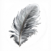 A solitary white feather, perfectly depicted down to its smallest details, hovering weightlessly against a pure and transparent backdrop. png