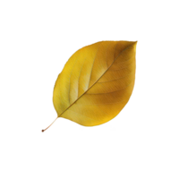 A vibrant yellow leaf delicately hovers on a transparent background, seemingly suspended in mid-air as if caught in a moment of stillness. png