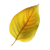 A single yellow leaf stands out against a transparent background, its striking color and delicate veins capturing the essence of autumn. png