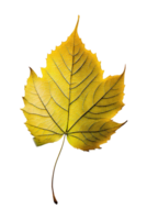 A single yellow leaf gracefully floats on a clear and transparent background, capturing the purity and simplicity of autumn's changing colors. png