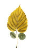 A yellow leaf gently floats in mid-air, suspended against a clear and see-through background. png