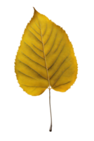 A lone yellow leaf sits on a transparent background, showcasing its intricate veins and delicate texture. png