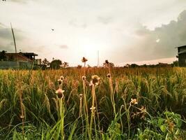 A field of rice is covered in green grass and the house is in the background with sunset photo