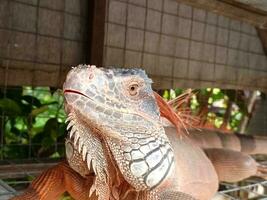 portrait of big iguana,beautiful iguana red orange colored herbivorous lizards looking closeup photo