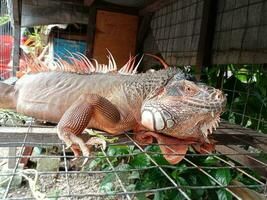 retrato de grande iguana,hermosa iguana rojo naranja de colores herbívoro lagartos mirando de cerca foto