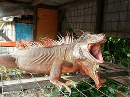 retrato de grande iguana,hermosa iguana rojo naranja de colores herbívoro lagartos mirando de cerca foto