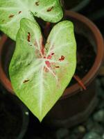 caladium bicolor multi plattrun on same plants beautyful leafe photo