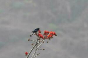 Hair-crested drongo or Dicrurus hottentottus observed in Rongtong in West Bengal photo