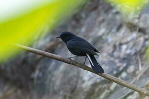 White-tailed robin or Myiomela leucura observed in Rongtong in West Bengal,India photo