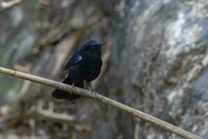 White-tailed robin or Myiomela leucura observed in Rongtong in West Bengal,India photo