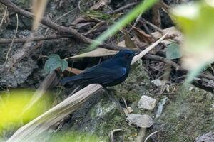 White-tailed robin or Myiomela leucura observed in Rongtong in West Bengal,India photo