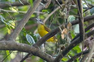 White-throated bulbul or Alophoixus flaveolus seen in Rongtong in West Bengal photo