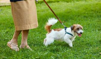 Dog that pulls the leash of elderly owner. photo