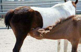 Young horsy sucks milk at a horse-mother photo