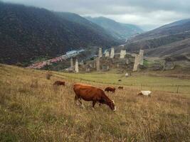 Cows graze on the slope. Medieval battle tower complex Erzi, one of the largest medieval castle-type tower villages, located on the extremity of the mountain range in Ingushetia, Russia. photo