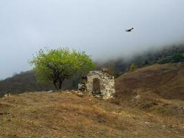 Lonely green tree above a dilapidated crypt on a misty mountainside. Old family crypt on a misty mountain slope. Jeyrah gorge, located on the extremity of the mountain range in Ingushetia. photo