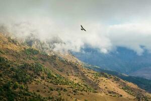 Hawk over the mountain. Mountain pass in Ingushetia. Wonderful  scenery with rocs and mountains in dense low clouds. Atmospheric highlands landscape with mountain tops under clouds photo