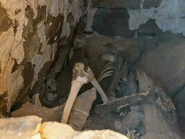 Skeleton is in the crypt. Old human skeleton in ancient tomb at archaeological excavation. photo