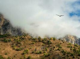 suave enfocar. montaña pasar en ingusetia maravilloso paisaje con genial Cáucaso rocas y montañas en denso bajo nubes atmosférico tierras altas paisaje con montaña tapas debajo nubes foto