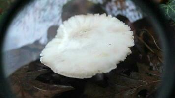 champignon grossissant verre à forêt video