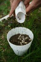 Spring gardening. Pouring sunflower's seeds into the pot with soil. Seeding the plants in the garden. photo