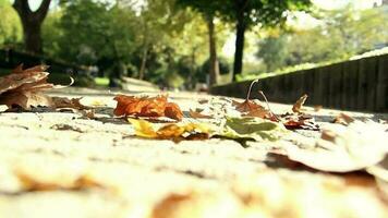 People walking around park with fallen leaves on sunny autumn day, withered yellow leaves drifting on cobblestone, selective focus, grainy effect video