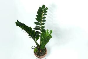 Zamioculcas on a red pot isolated on white background photo