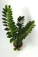 Zamioculcas on a red pot isolated on white background photo