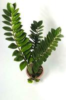 Zamioculcas on a red pot isolated on white background photo