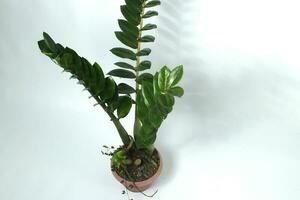 Zamioculcas on a red pot isolated on white background photo