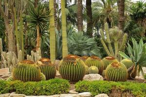 Palm park in Elche, Alicante, Spain. August of  2021 photo