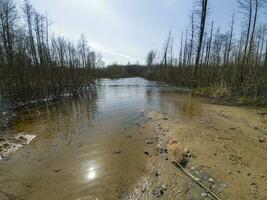 Spring flooding of the river in the forest. Bare trees growing along the river, converging into a cornucopia, and a blue spring sky on a sunny day. Photo in high quality. Horizontal.