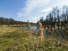 The river spills into the woods. Along the river grows tall, dry grass. Bare trees converging into a cornucopia, and a blue spring sky on a sunny day. Photo in high quality. Horizontal.